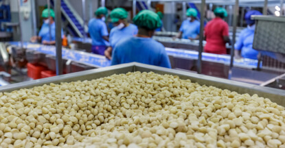 Sorting, grading and inspection of macadamia kernels